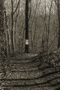 Lines In Nature #2