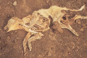 Kids asked to take a picture of their dog, who was killed because he attacks the neighbours's goats.