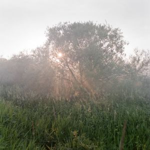 Work from series "Ilgas"