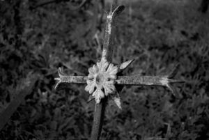Dead Alentejo