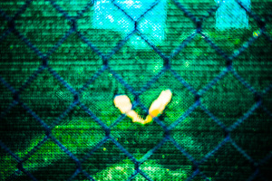 Fenced In