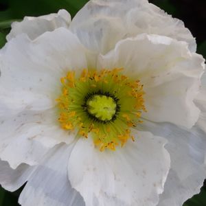 Remembering Georgia o'Keeffe_8