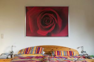 Red Rose, Germany © Astrid Reischwitz