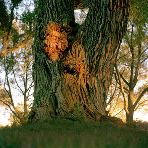 Tree #1 from Willow Series