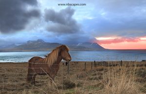 Icelandic Horse