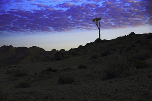 Solitary tree