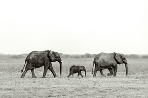 elephant family walking. taken in Kafue National Park Zambia