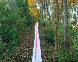 Vellum Trail