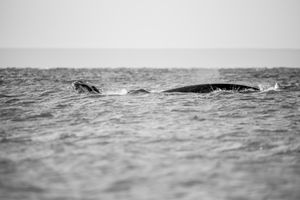 Whale BYN