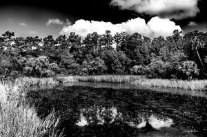 Hidden Pond