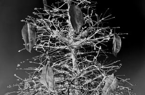 The remarkable resilience of a rubber plant - Xmas Ornaments