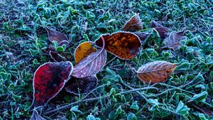 Frosty morning