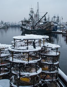 Crab pots in the snow