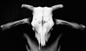 Cow Skull