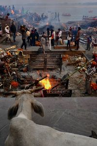 The Hindu Wheel of Life and Death ad the Holy Cow