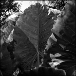 Palm leaf
