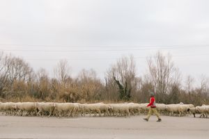 Shepherd and his sheep