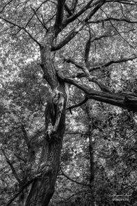Epping Forest | 05