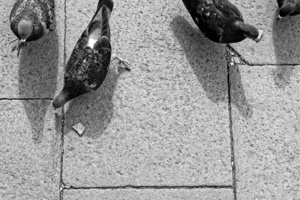 One Day in Venice: Flying aboriginees