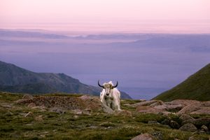 Altai