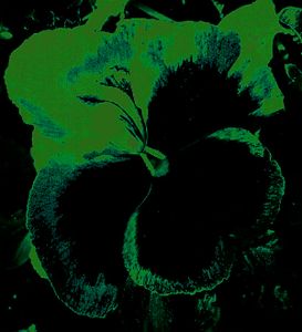 Pansy 4