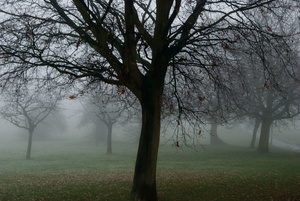 Trees in the fog Sunny Hill Park