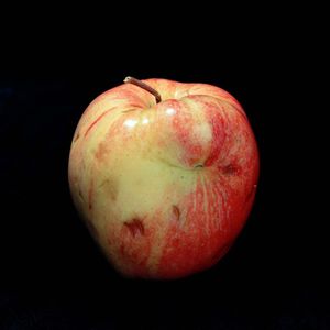 Detail from Genetic Traits (Lot 4135), 2003, chromogenic prints, Edition of 3 © Cynthia Greig