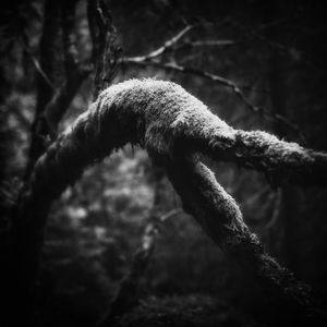 Norwegian Forest Mysteries