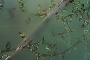 Ghost Vines, Lied Jungle