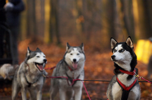 Feature on Mushing Holland sleddog competition