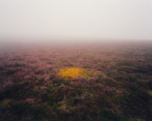 Gorse in Heather