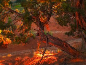 PINYON TREE SUNSET