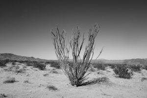 Ocotillo