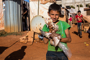 Bekaa Valley, LEBANON, September 5, 2014: Ahmad (10) plays with a bird that he caught. His brothers and father are looking for work in the village of Zahle, while he helps his mother with all kinds of tasks as she is raising three toddlers.