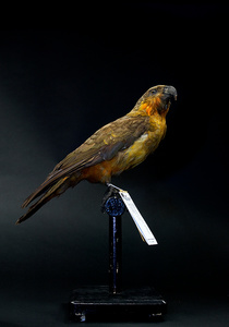 Images from a feature about The previous Museum of Zoology in Amsterdam