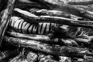 Human & Tiger Conflict