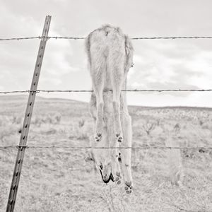 Property Line