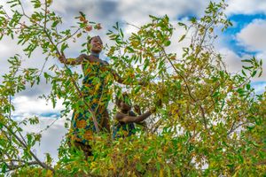 Collecting Edible Berries