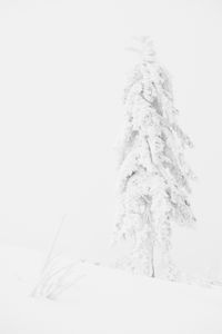 Just White