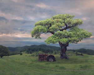 Woolly Tea-Tree