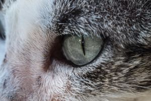 Cat's eye