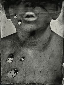 ALL / Ladybugs.