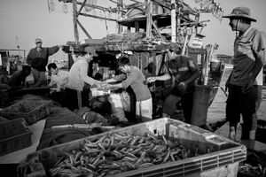 Big haul of fish