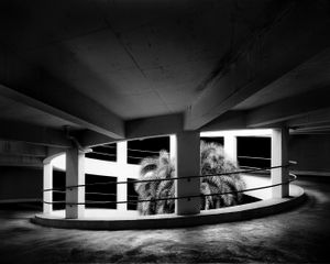 Parking Lot Palm   © David Paul Bayles