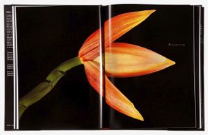 Spread 49, Japanese Banana (Musa basjoo) From the book,  joSon Intimate Portraits of Nature