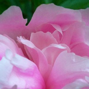 wild flower 5