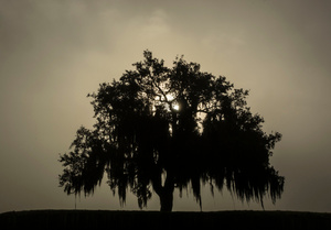 Sunrise Fog at the Chalmette Battlefield, January 21, 2016