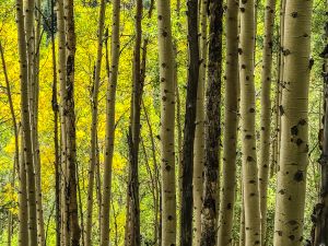 Aspen
