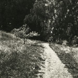 Little Tree © Erin Malone