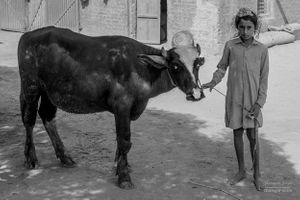 Boy with cow | Dhanda, Punjab.